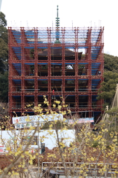 蝋梅と工事中の五重塔