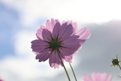 コスモス