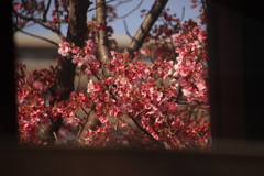 窓越しの桜