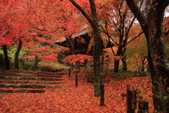 11.22両足寺紅葉2