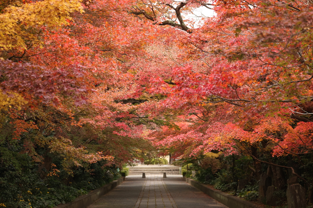 龍福寺参道の紅葉4