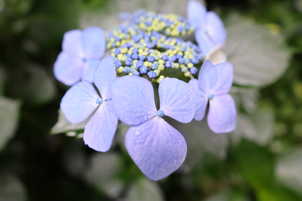 紫陽花6