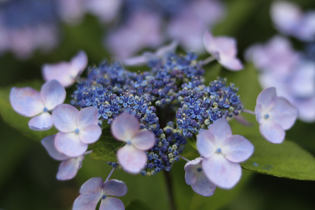紫陽花１