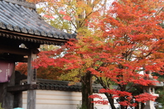 龍福寺紅葉
