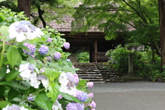 阿弥陀寺の紫陽花