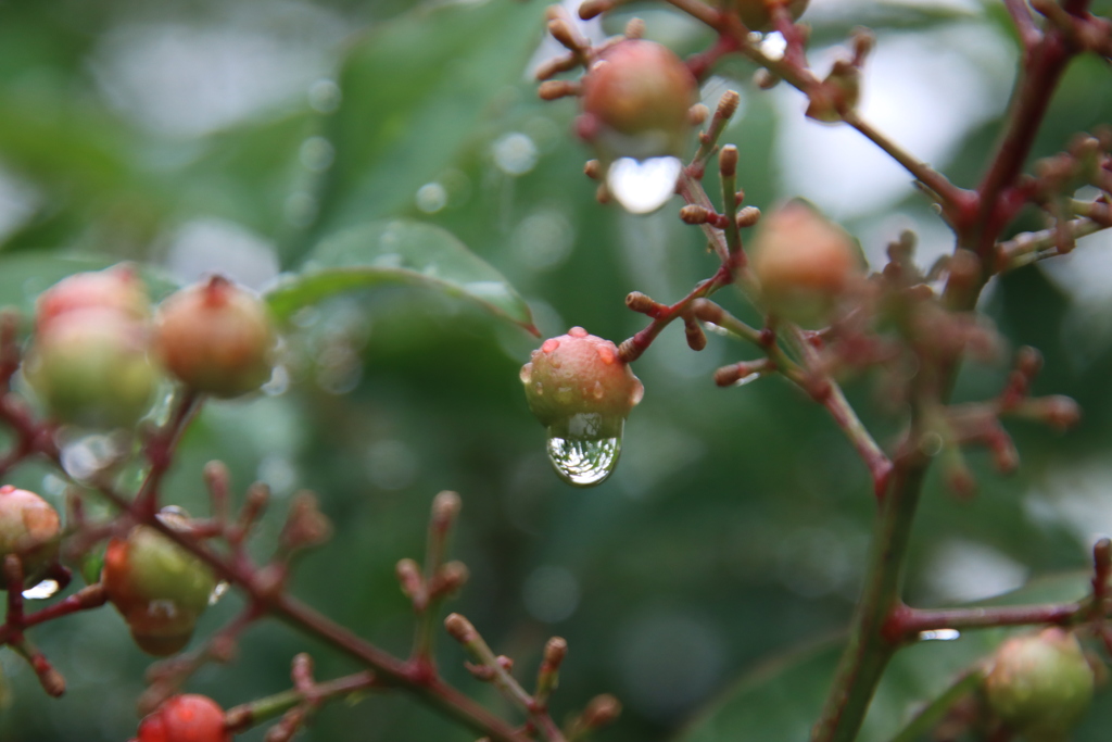 ナンテンの実としずく2