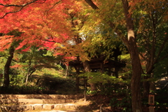 両足寺紅葉1