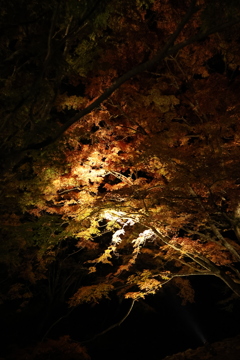 大寧寺ライトアップ6