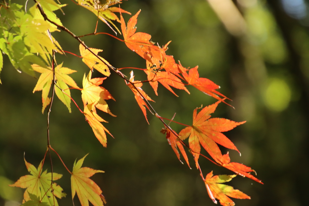 紅葉の始まり