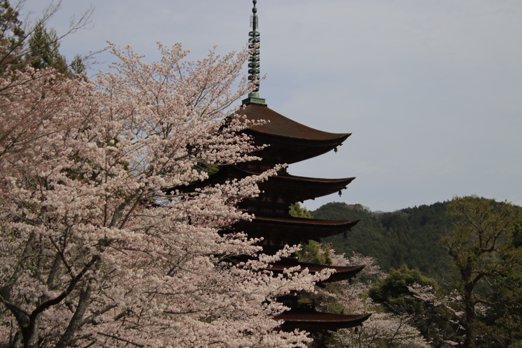 桜と五重塔2