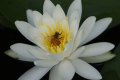 ミツバチと睡蓮4