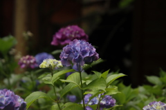 紫陽花2