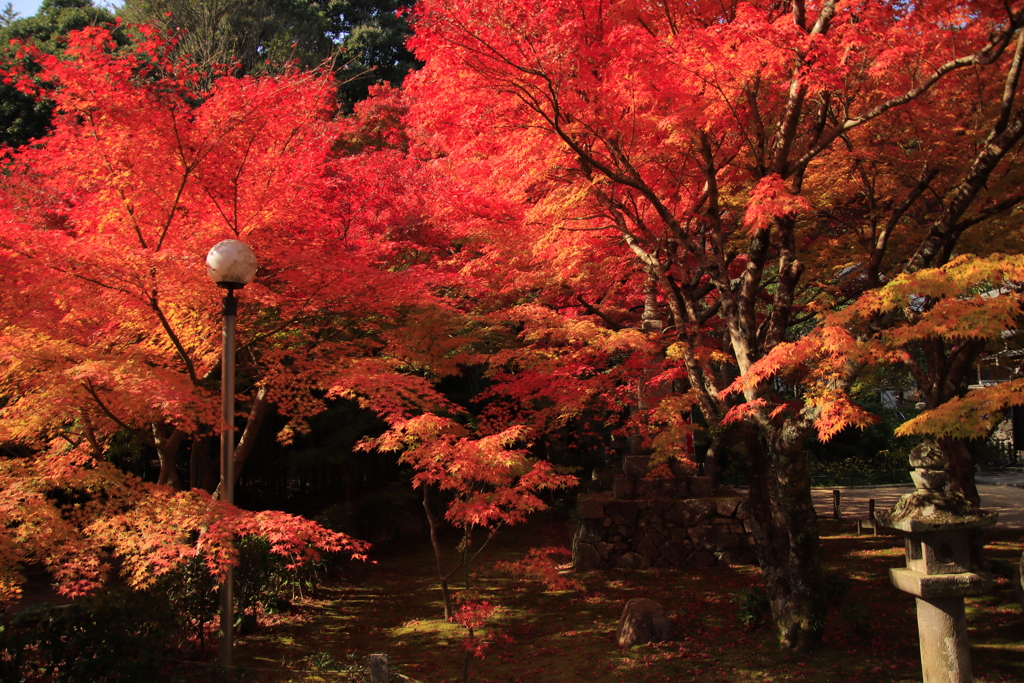 両足寺紅葉3