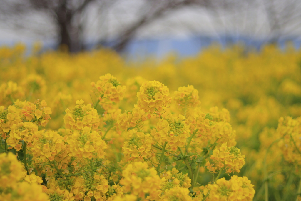 菜の花畑2