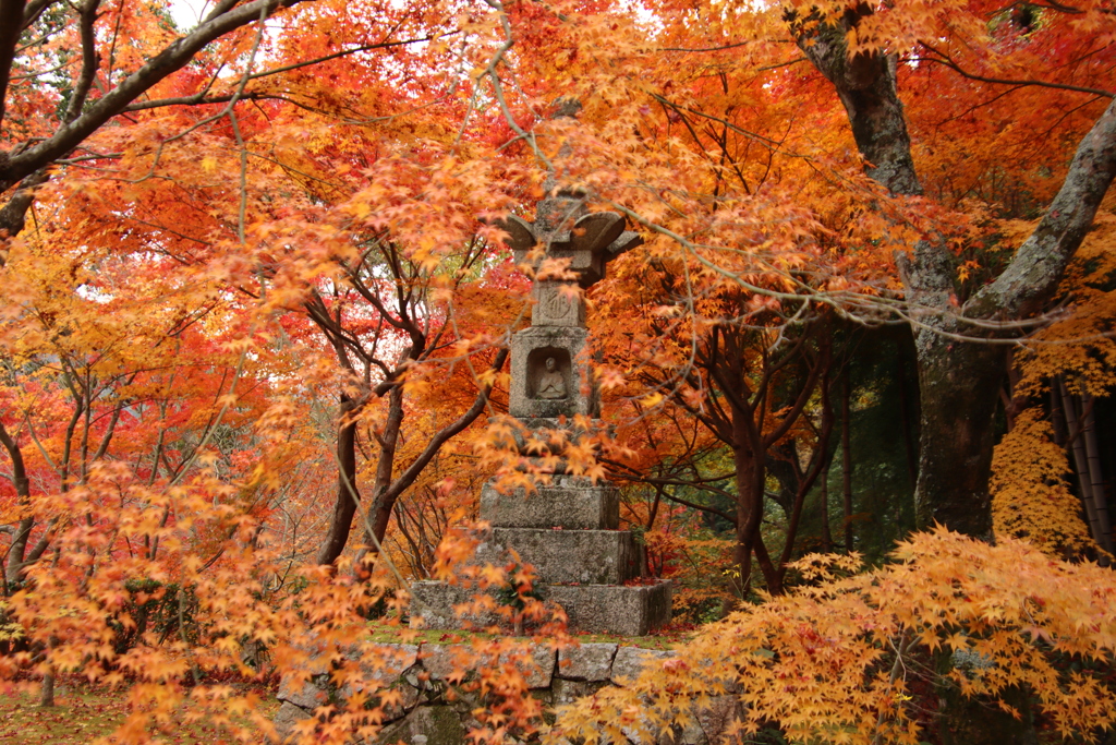 両足寺紅葉4