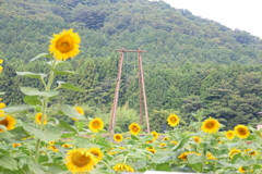 ヒマワリとブランコ