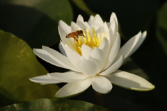 ミツバチと睡蓮3