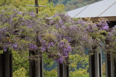藤棚2