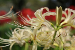 彼岸花6