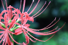 曼珠沙華2