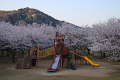 遊具と桜
