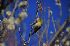 メジロと梅1