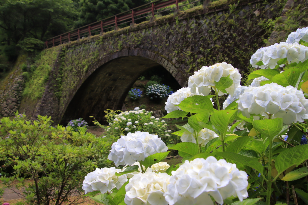 あじさいと眼鏡橋5