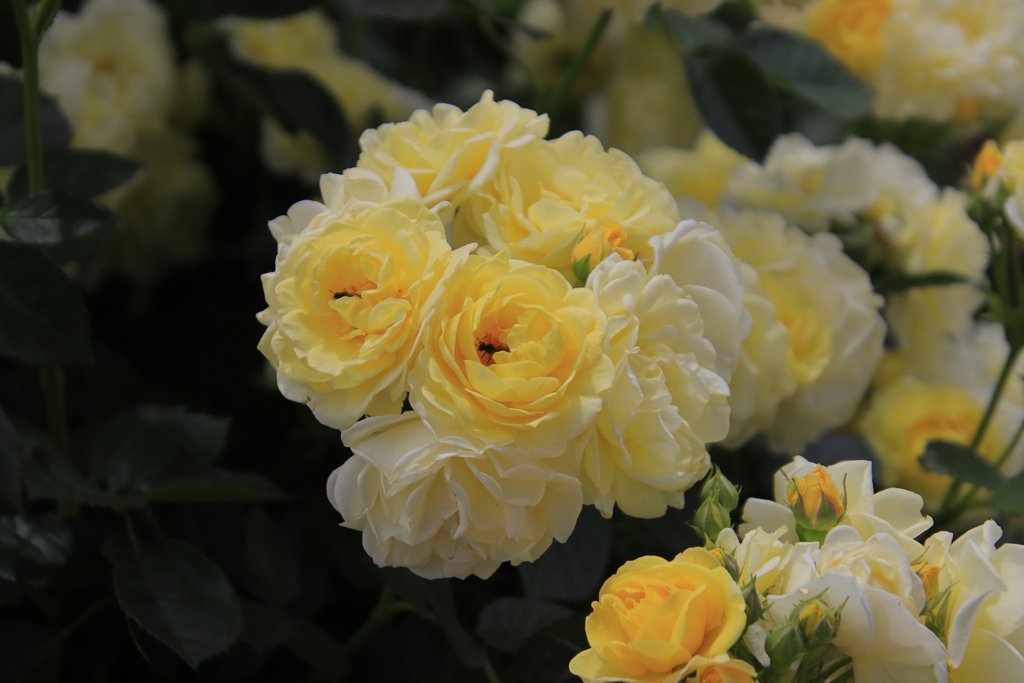 薔薇9