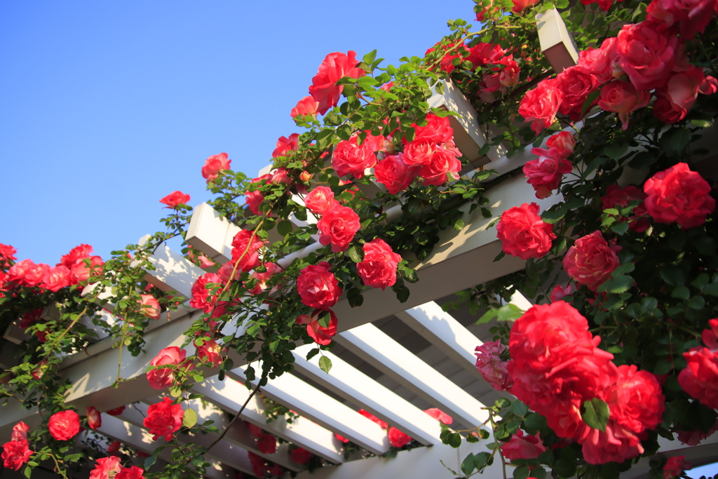 ばらと青空