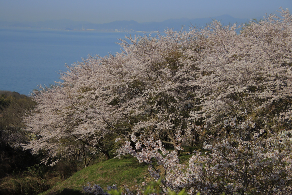 竜王山公園の桜1
