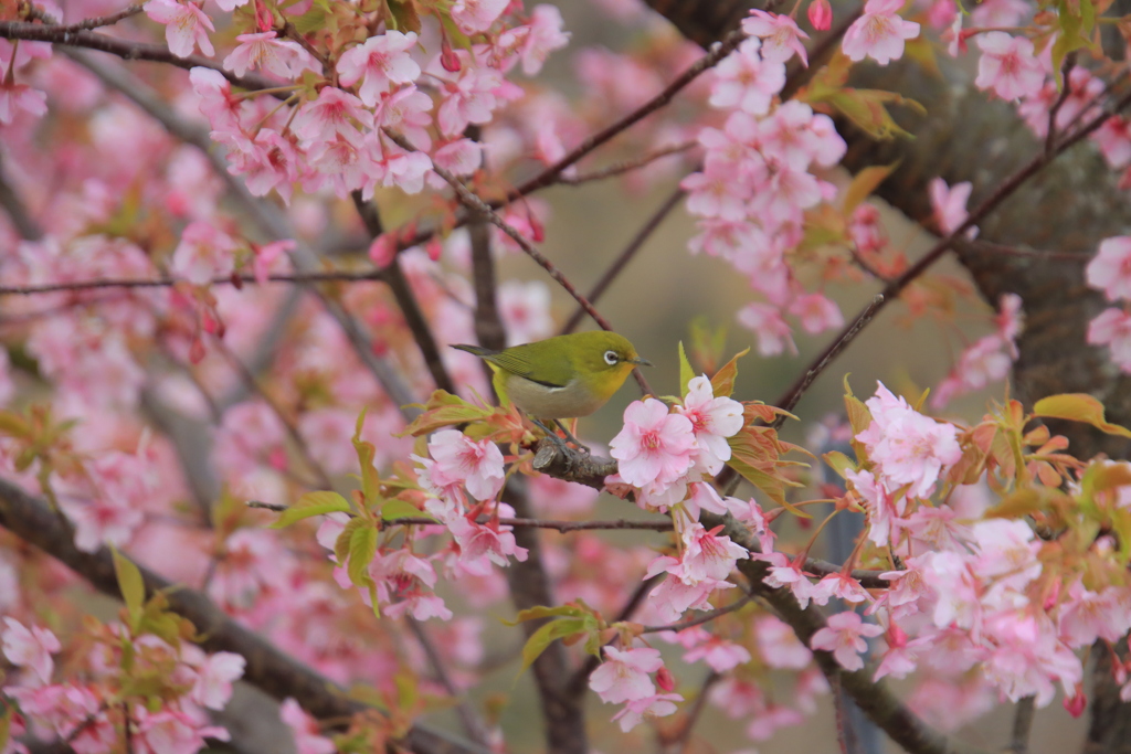 河津桜とメジロ3