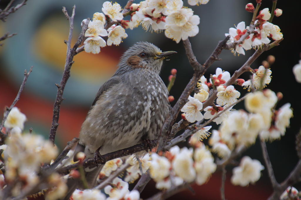 ヒヨドリと梅