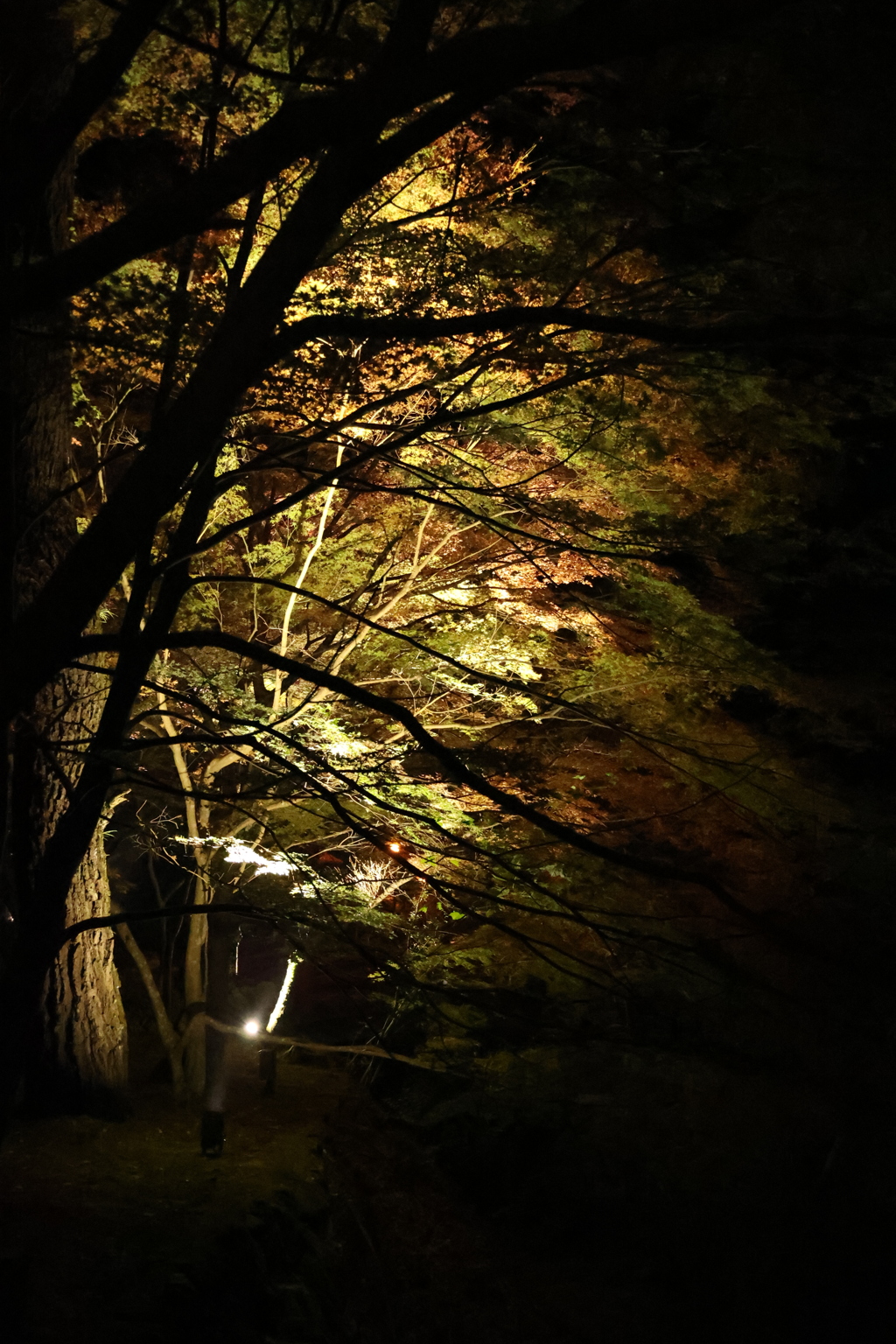 大寧寺ライトアップ7