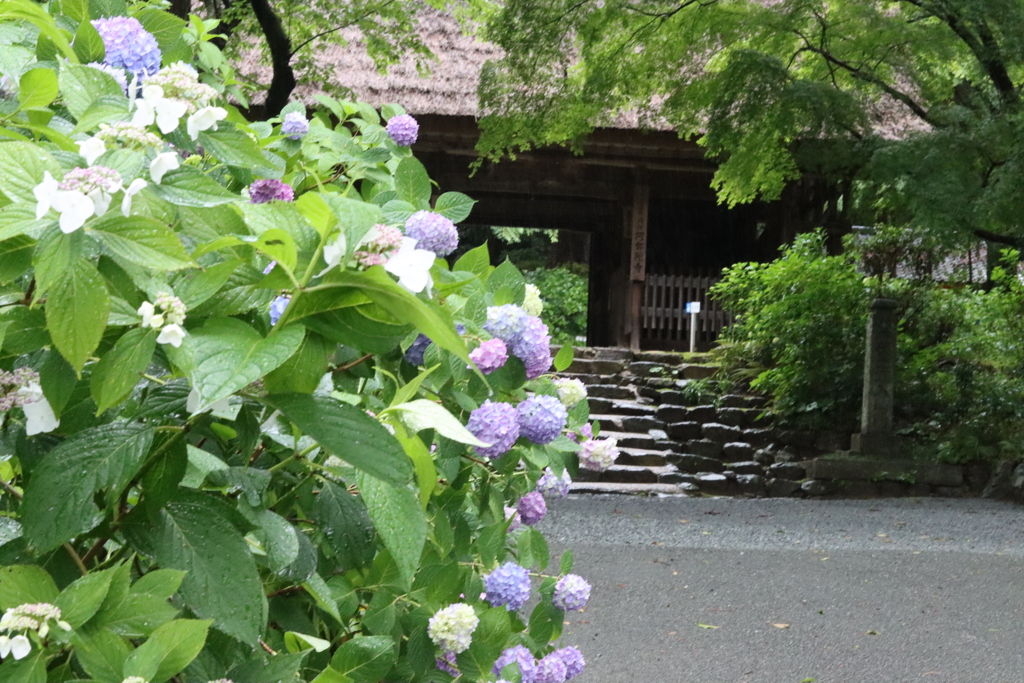 阿弥陀寺のあじさい