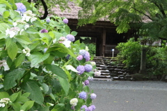 阿弥陀寺のあじさい