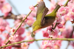 梅とメジロ10