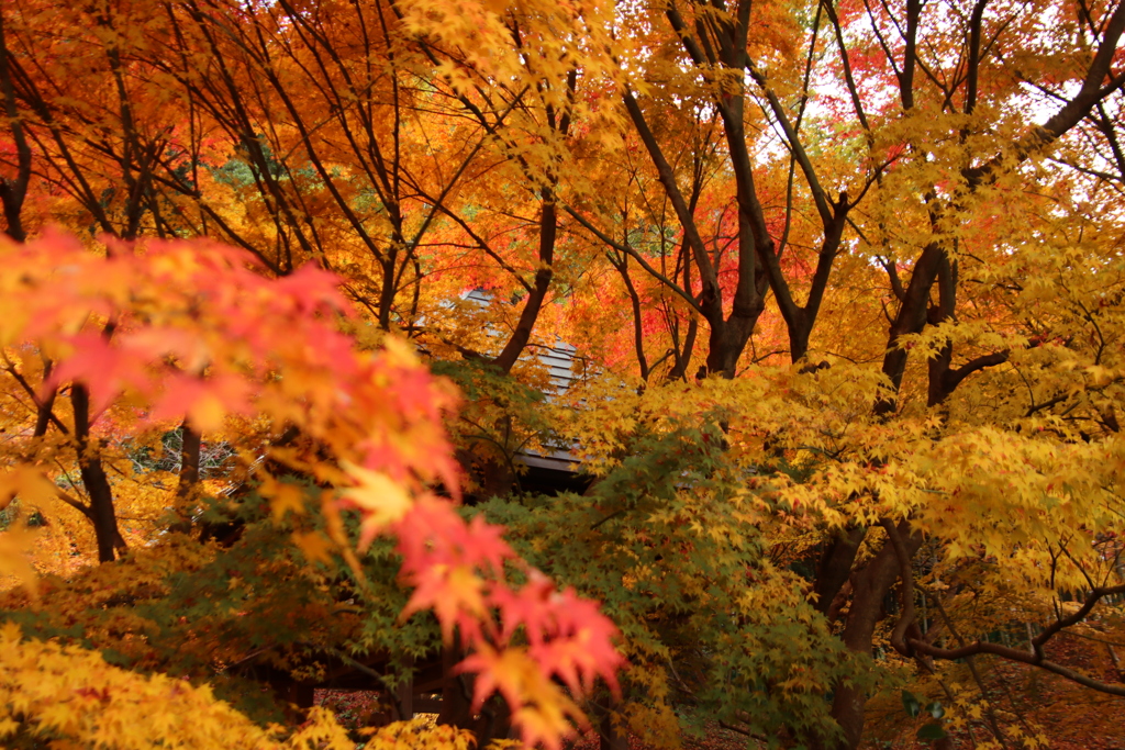 両足寺紅葉9