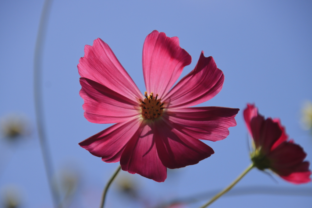 コスモスと青空2