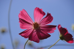 コスモスと青空2