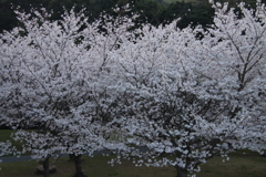 満開の桜