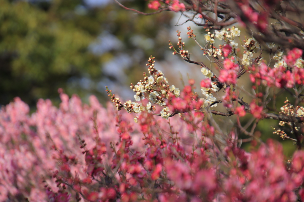 桃色2種の梅と白梅