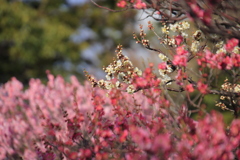 桃色2種の梅と白梅