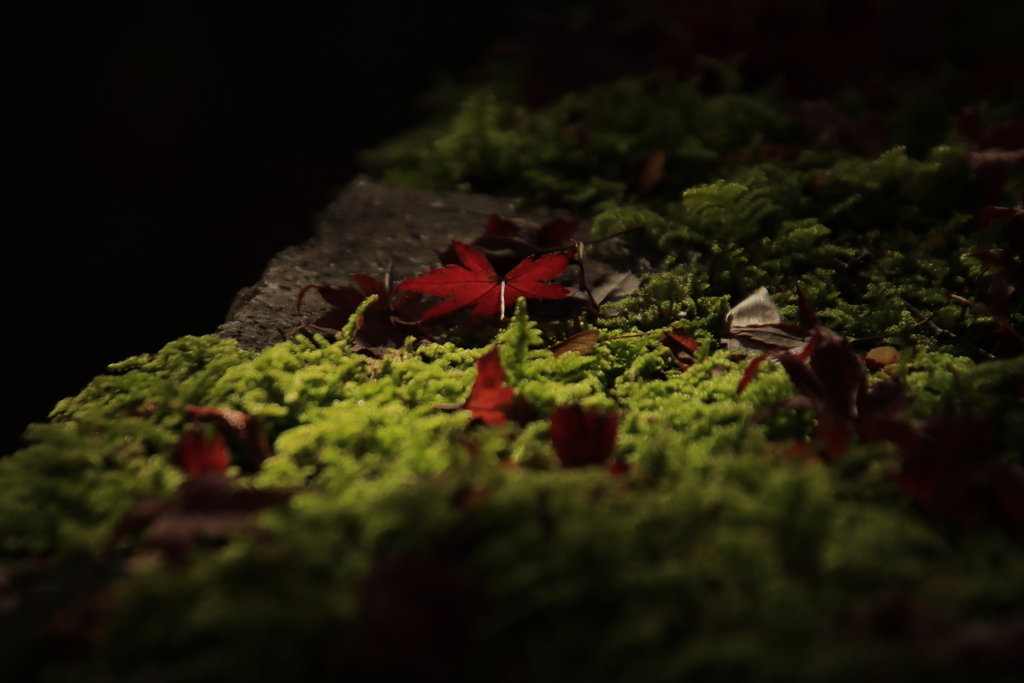 落葉とコケ2