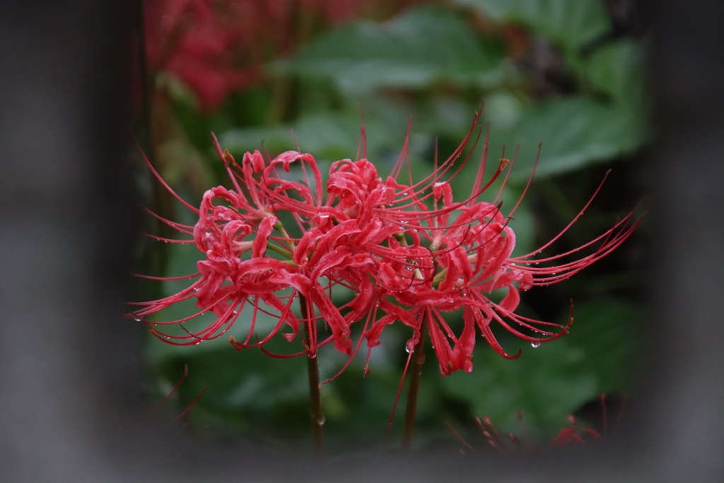 雨の中の彼岸花5