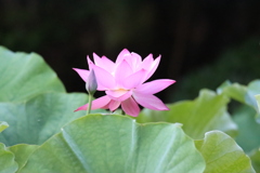 大賀蓮3