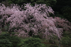 南原寺の桜