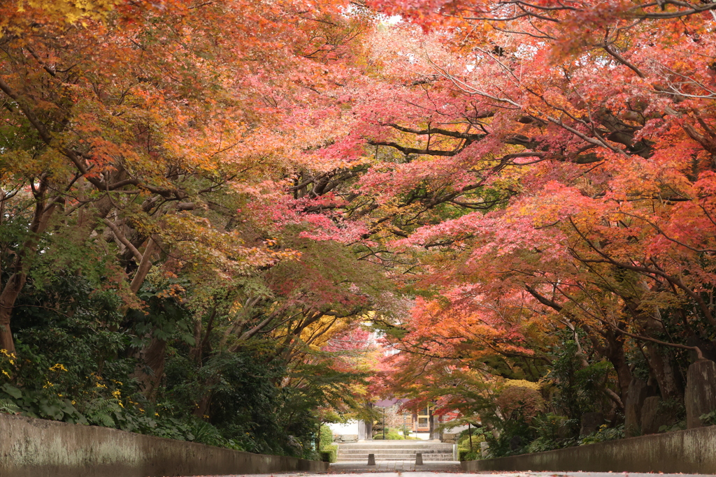 龍福寺参道の紅葉3