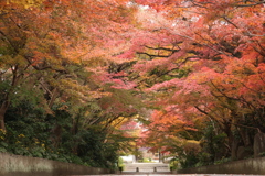 龍福寺参道の紅葉3