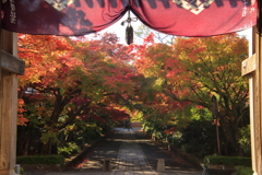 もみじのトンネル