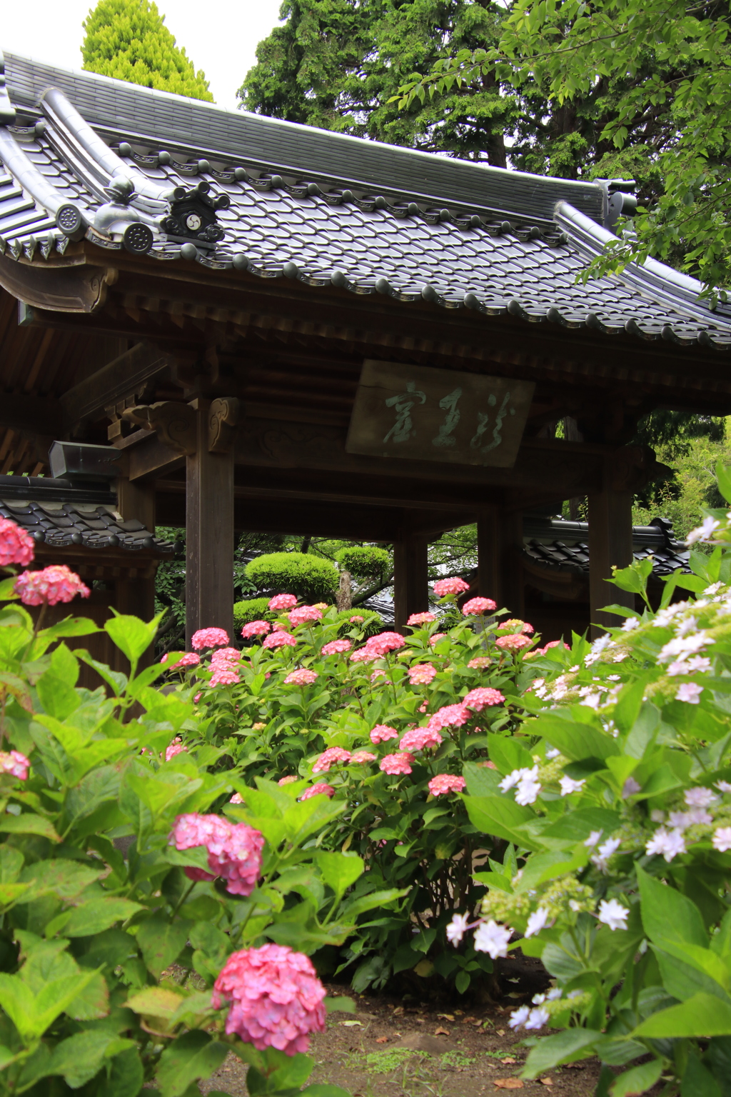 向徳寺アジサイ